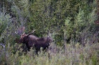 yellowstone 004 2015 076