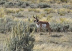 yellowstone 007 2015 126