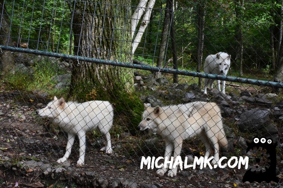 lakota wolf preserve 001 2015 016