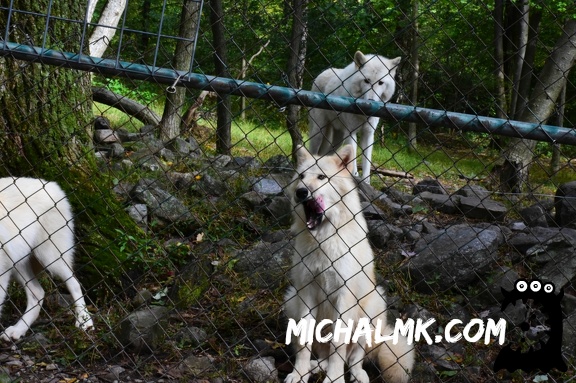 lakota wolf preserve 001 2015 017