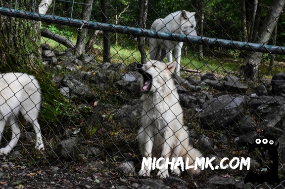 lakota wolf preserve 001 2015 018
