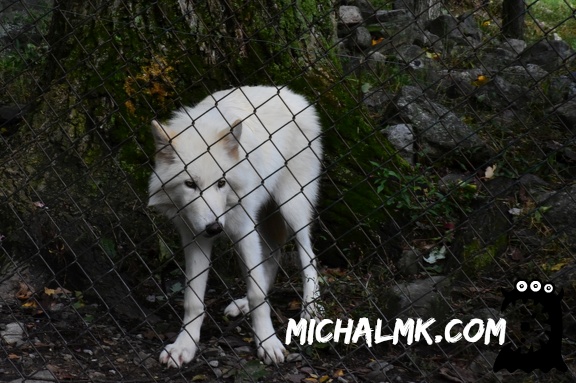lakota wolf preserve 001 2015 021