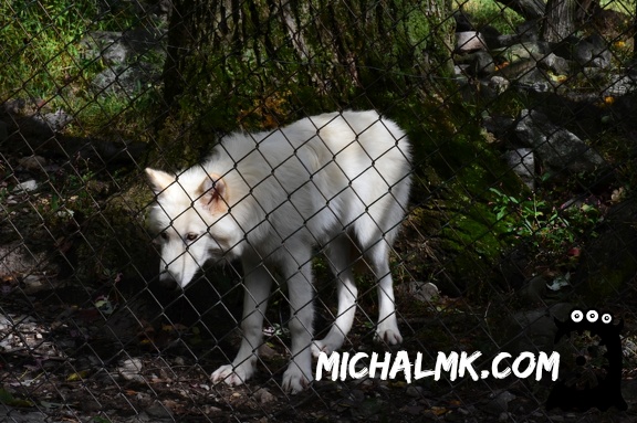 lakota wolf preserve 001 2015 022