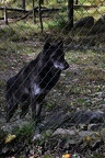 lakota wolf preserve 001 2015 024