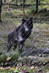 lakota wolf preserve 001 2015 025