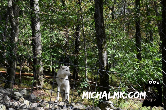 lakota wolf preserve 001 2015 004