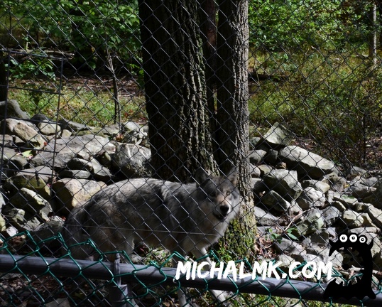lakota wolf preserve 001 2015 007
