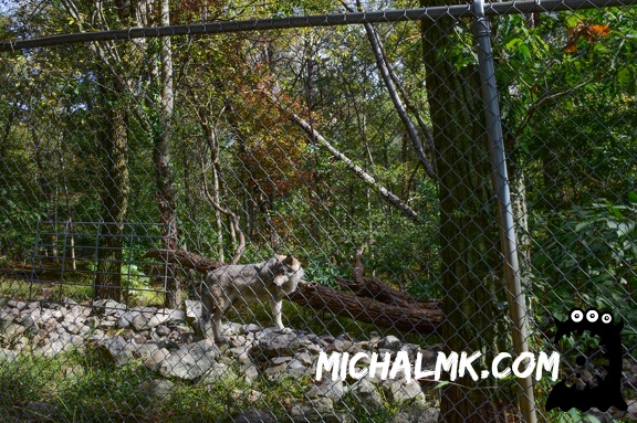lakota wolf preserve 001 2015 010