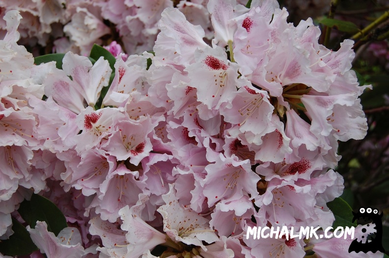 ringwood botanical garden 05 26 2013 022
