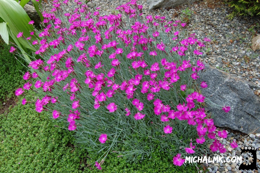 ringwood botanical garden 05 26 2013 024