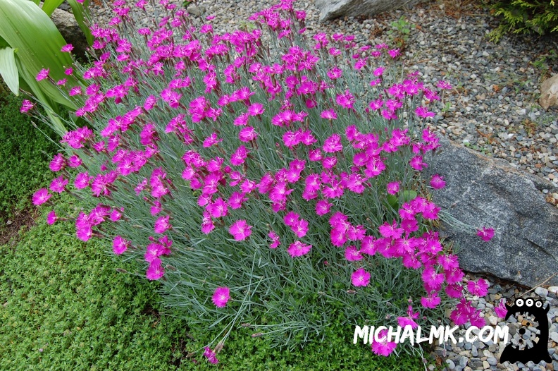 ringwood botanical garden 05 26 2013 024
