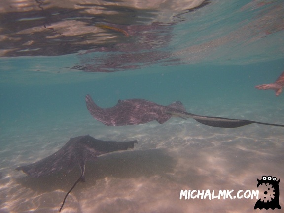 cayman islands 01 11 2013 031