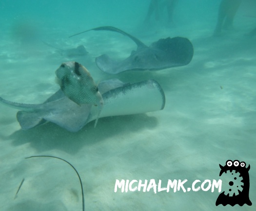 cayman islands 01 11 2013 051