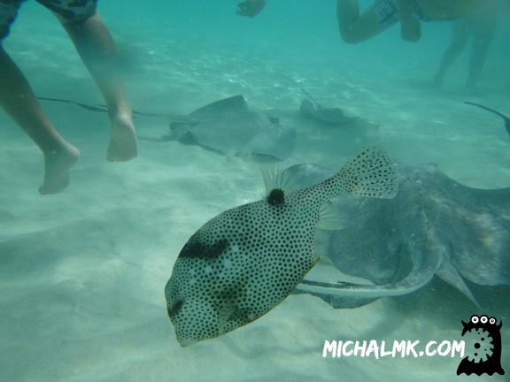 cayman islands 01 11 2013 052