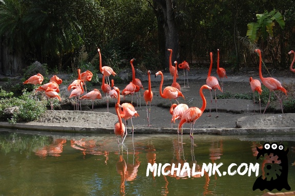 miami zoo 01 13 2013 004