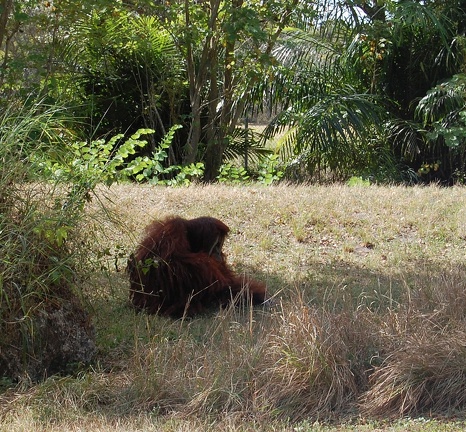 miami zoo 01 13 2013 012