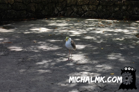 miami zoo 01 13 2013 025