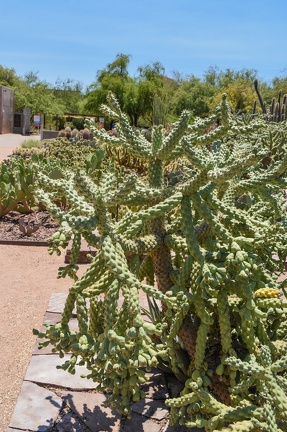 desert botanical garden 05 31 2016 007
