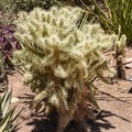 desert botanical garden 05 31 2016 020