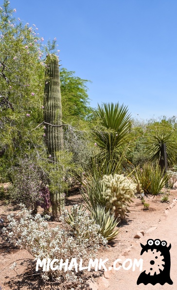 desert botanical garden 05 31 2016 021