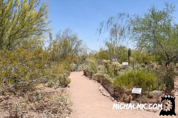 desert botanical garden 05 31 2016 028